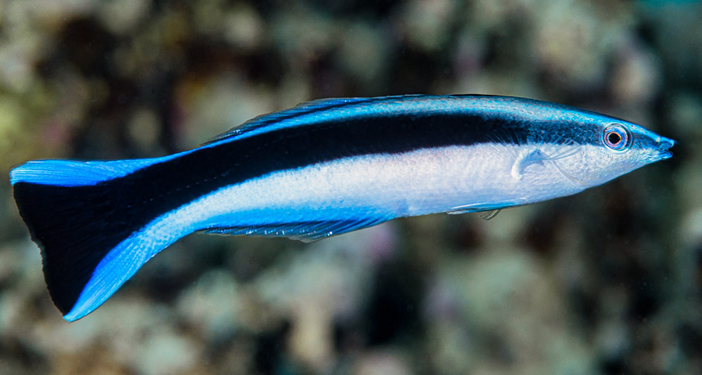 Bluestreak Cleaner Wrasse