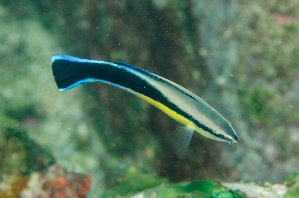 Bluestreak Cleaner Wrasse
