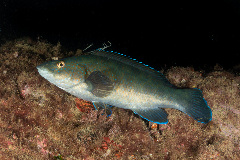 Brown wrasse