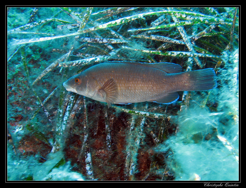 Brown wrasse