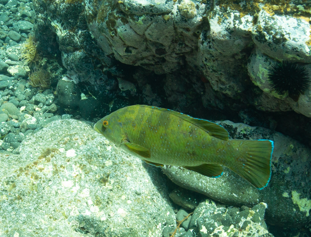 Brown wrasse