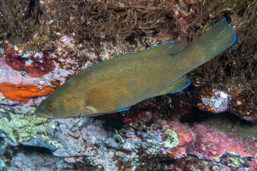 Brown wrasse
