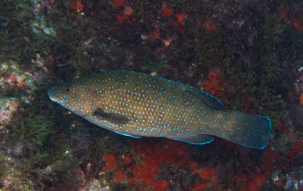 Brown wrasse