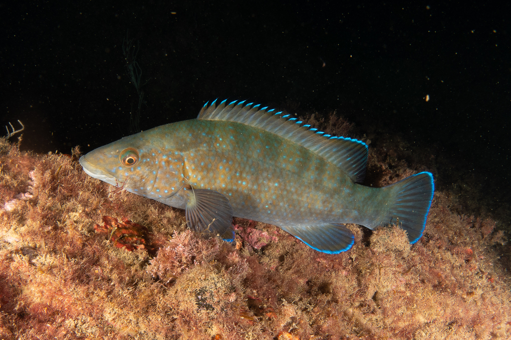 Brown wrasse