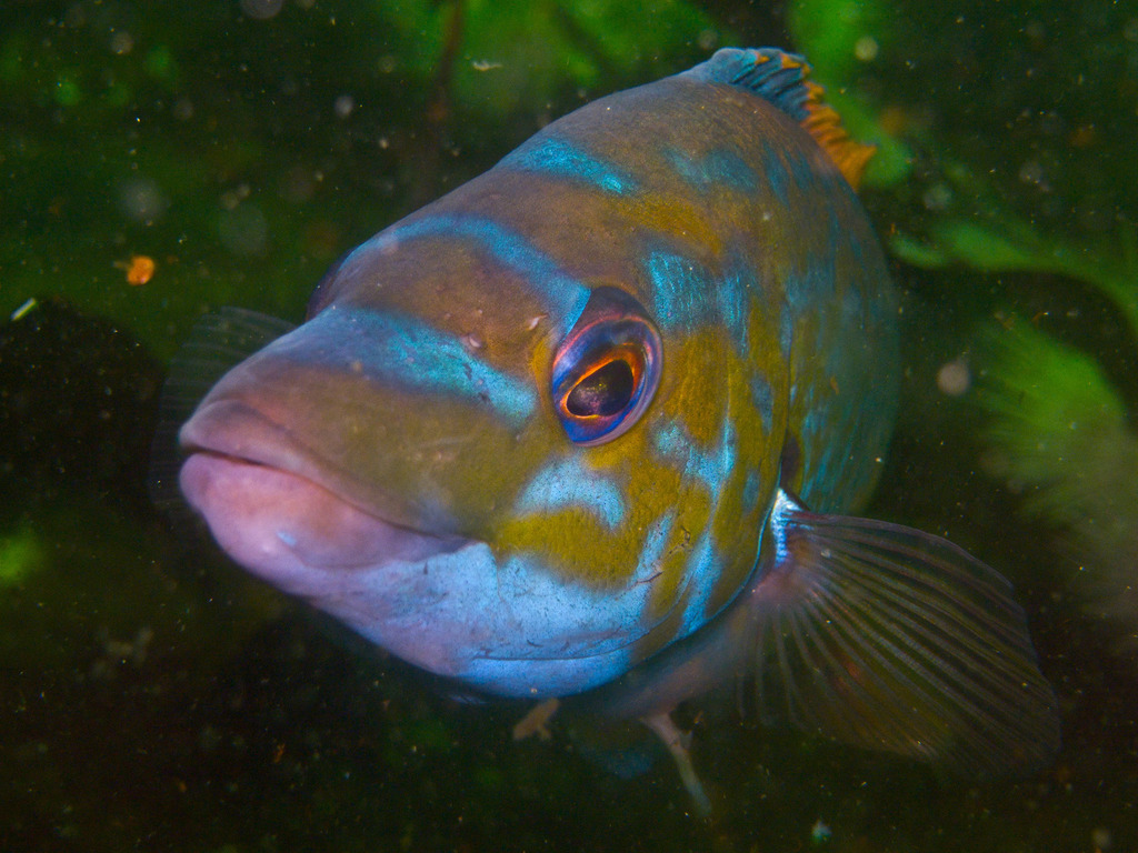 Cuckoo Wrasse