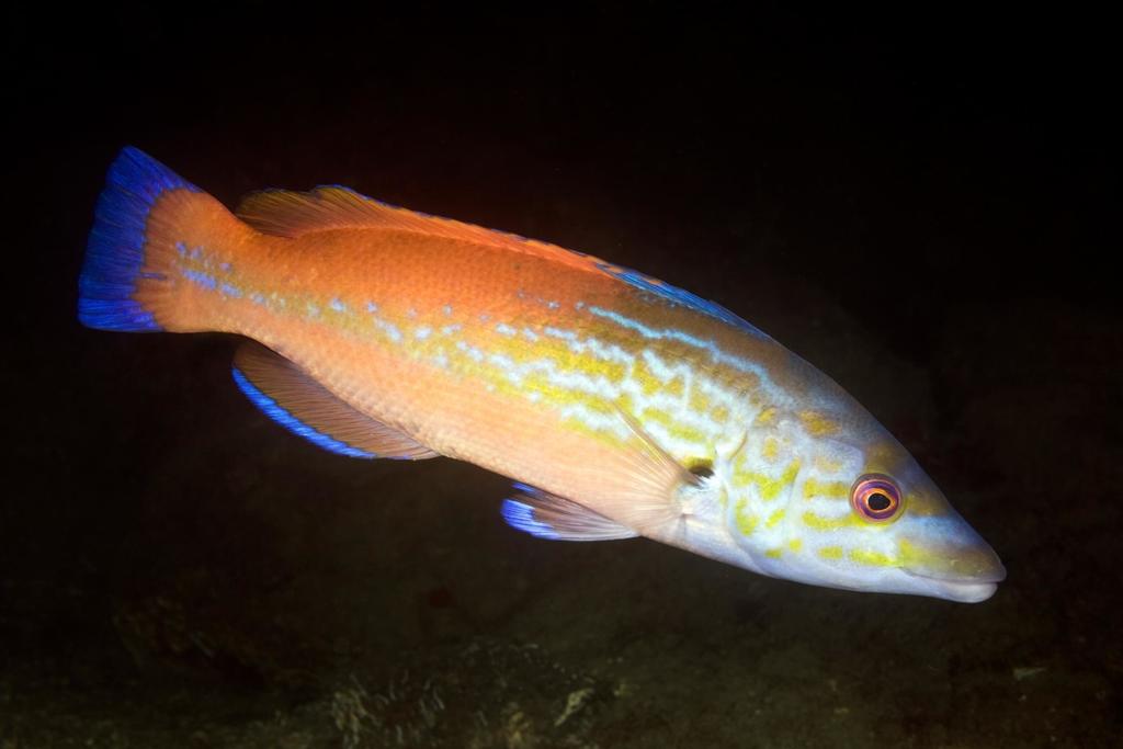 Cuckoo Wrasse