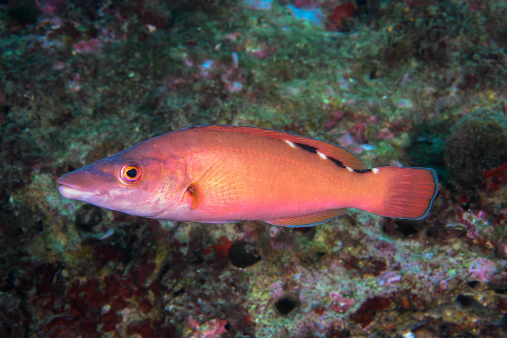 Cuckoo Wrasse