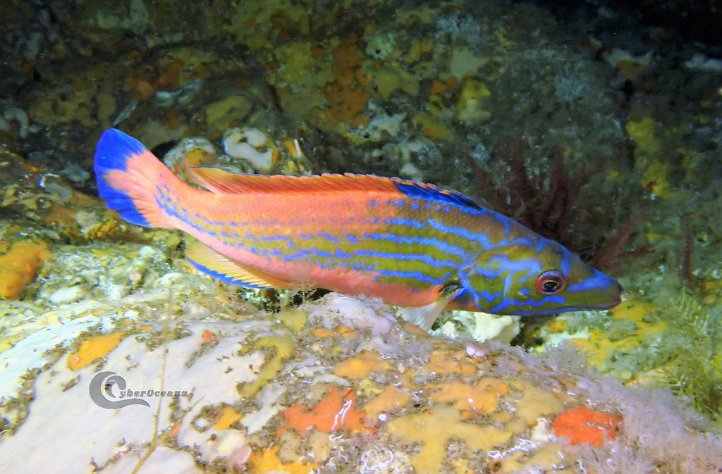 Cuckoo Wrasse