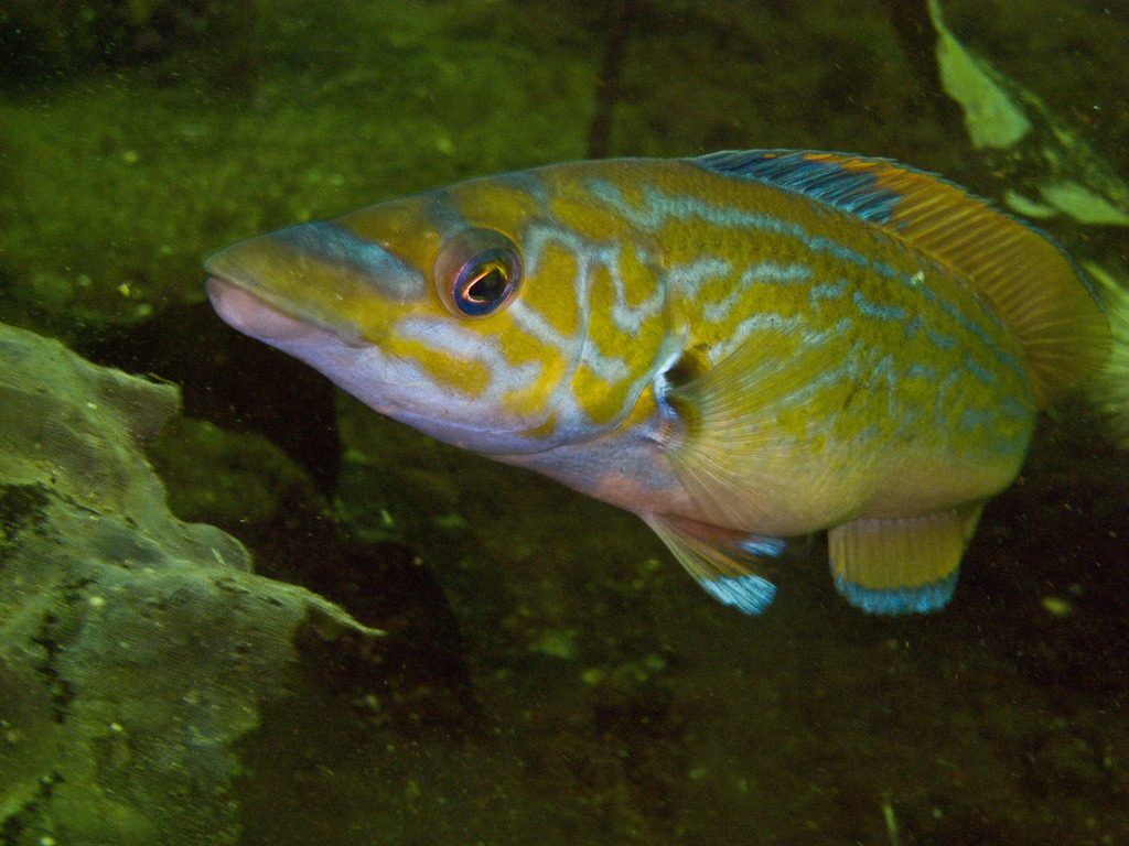 Cuckoo Wrasse