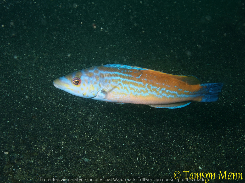 Cuckoo Wrasse