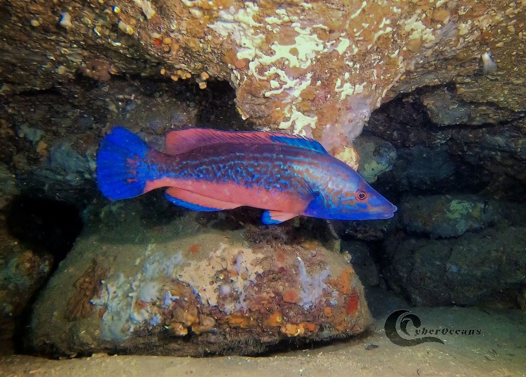 Cuckoo Wrasse
