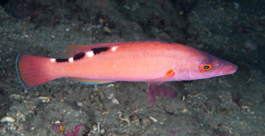 Cuckoo Wrasse