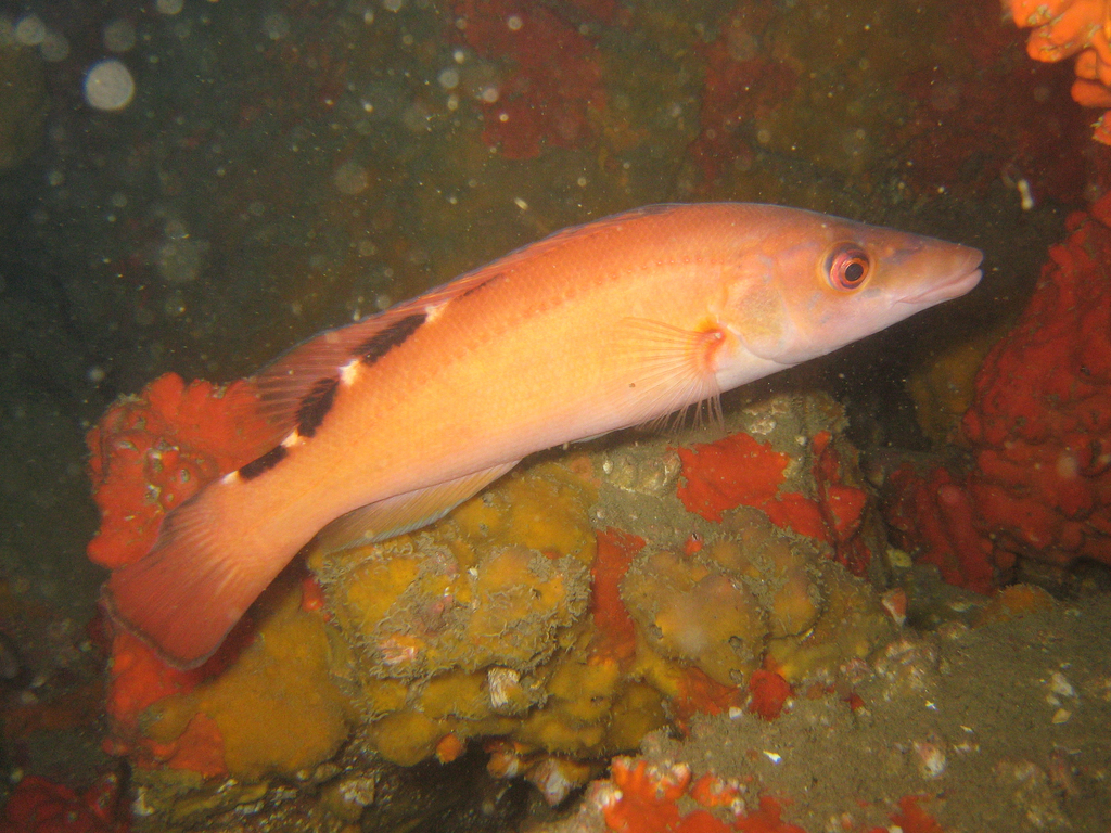 Cuckoo Wrasse