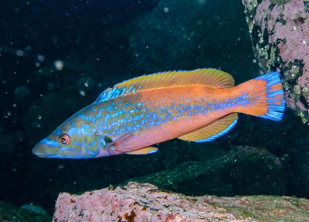 Cuckoo Wrasse