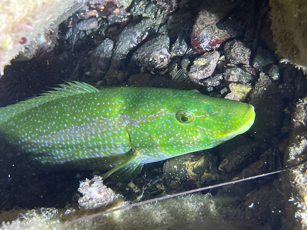green wrasse