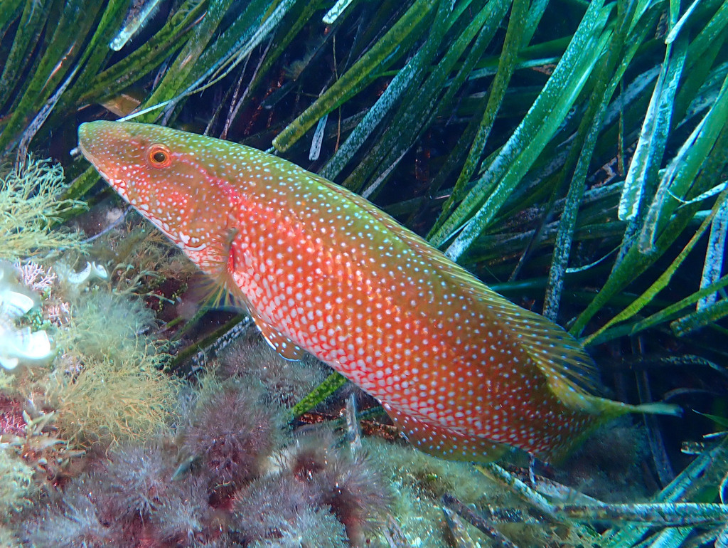 Green Wrasse