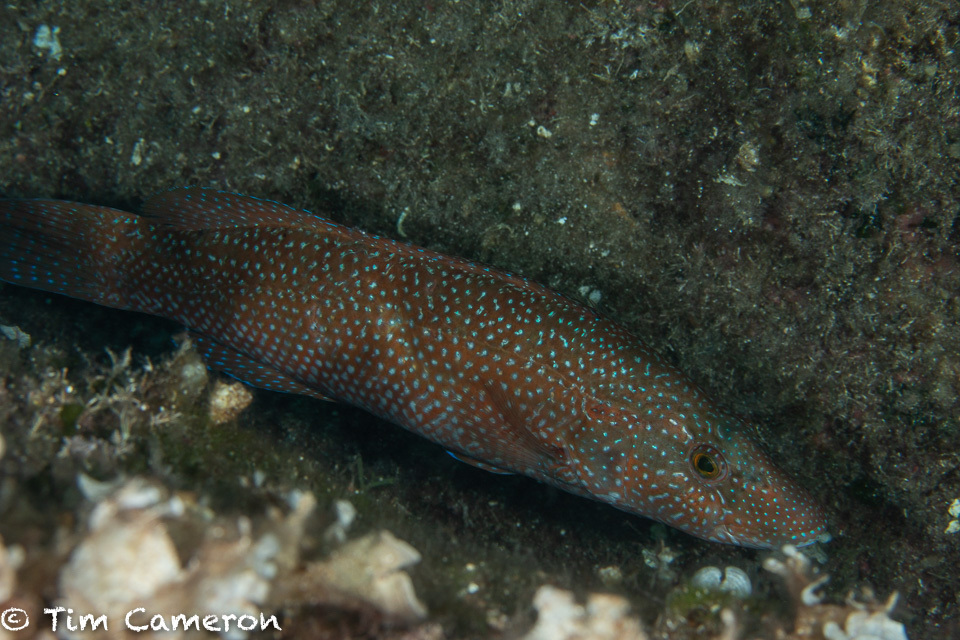 Green Wrasse