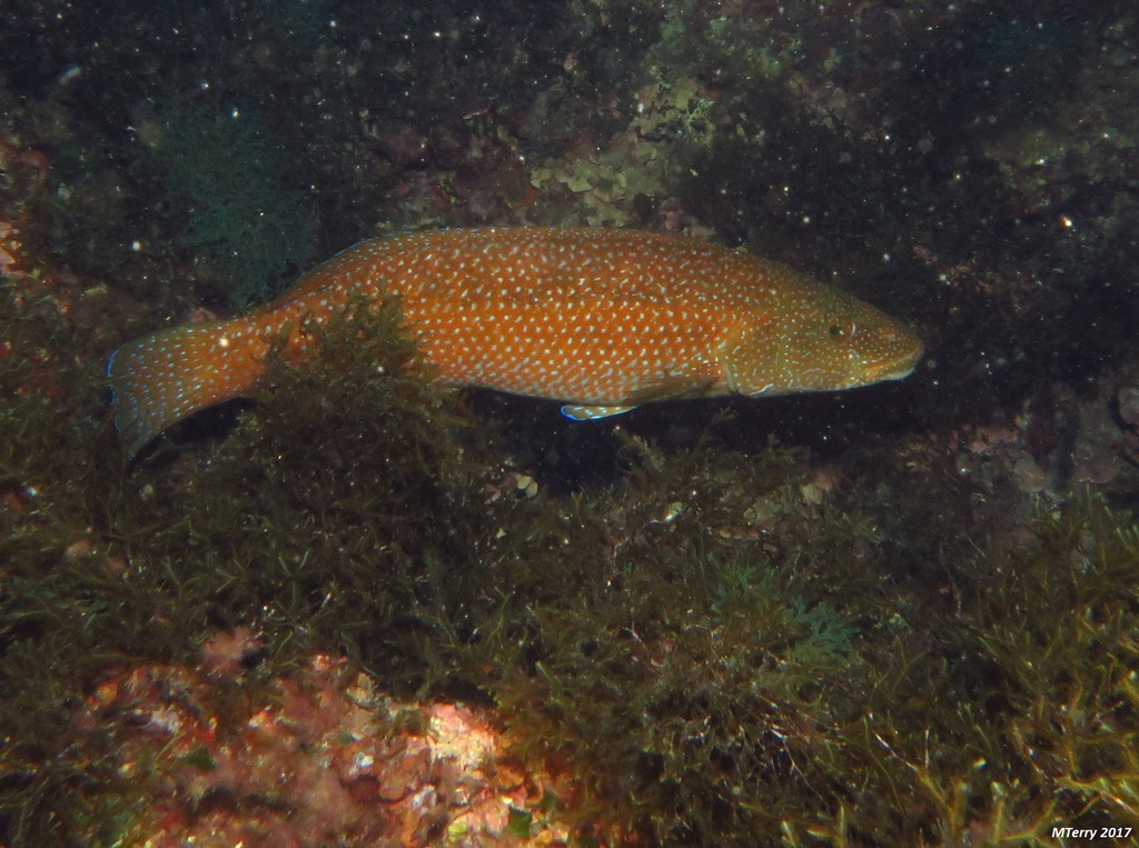 Green Wrasse