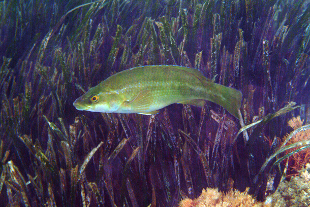 Green Wrasse