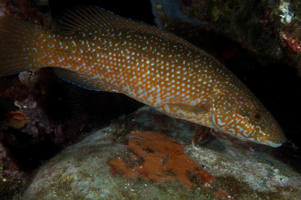 Green Wrasse