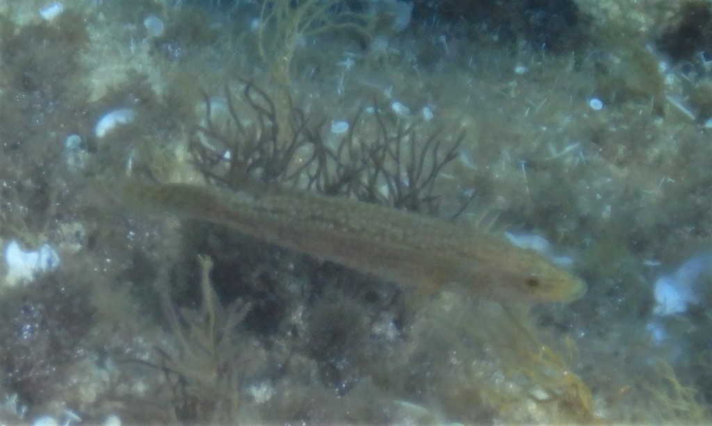 Green Wrasse