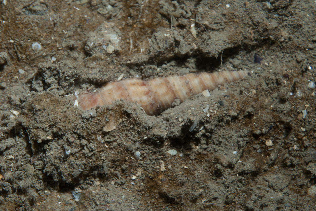 Common Tower Shell