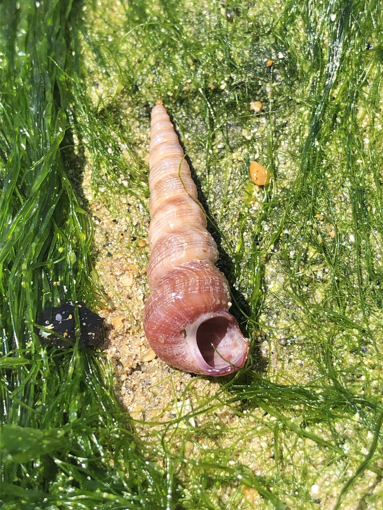Common Tower Shell