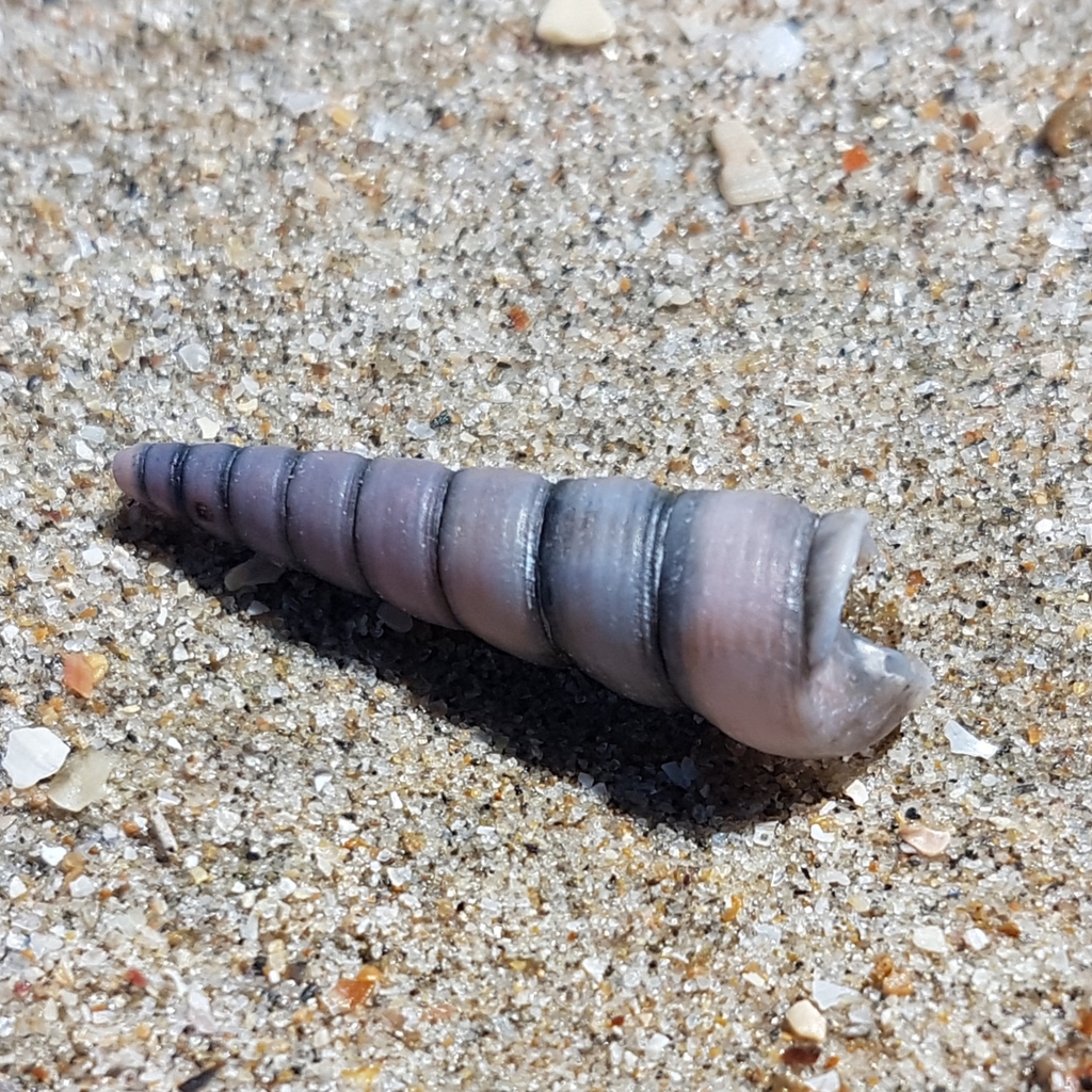 Common Tower Shell
