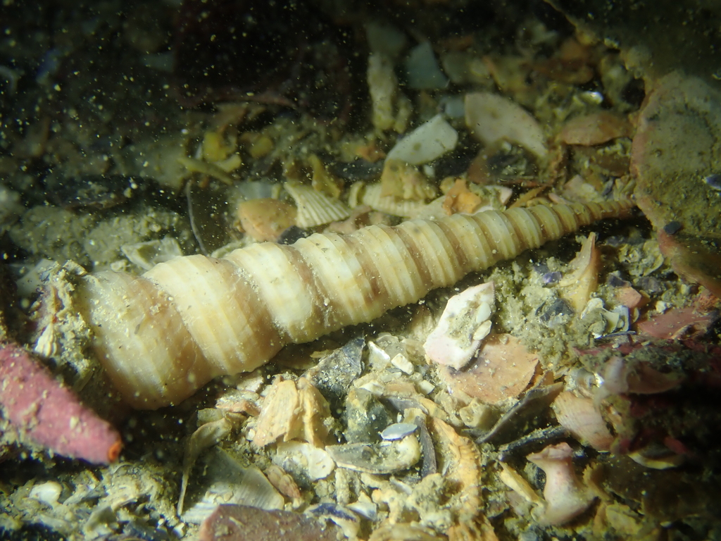 Common Tower Shell