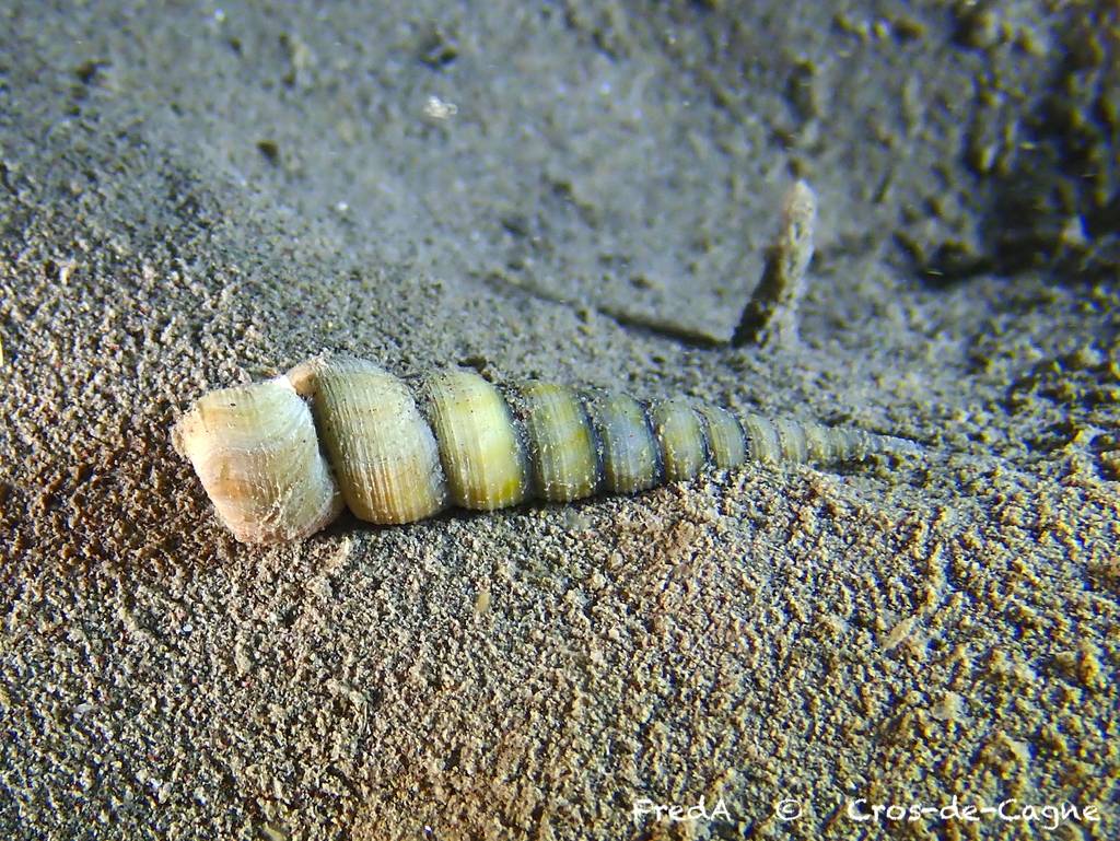 Common Tower Shell
