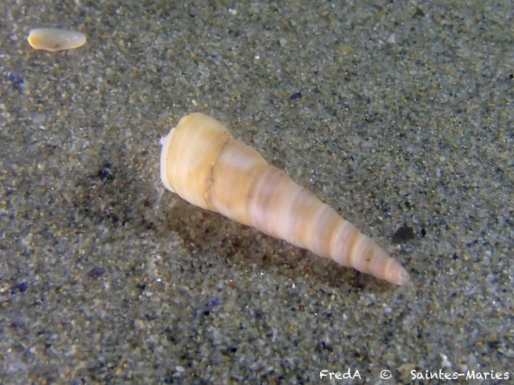 Common Tower Shell
