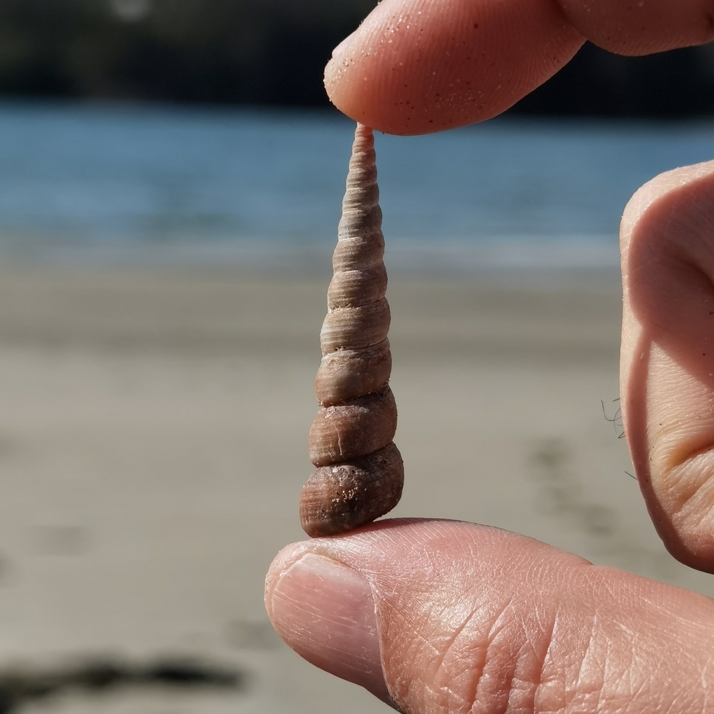 Common Tower Shell