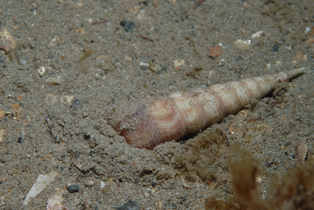 Common Tower Shell
