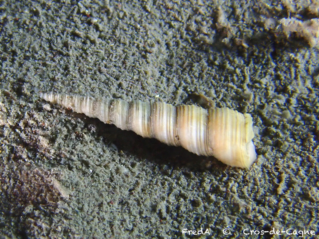 Common Tower Shell