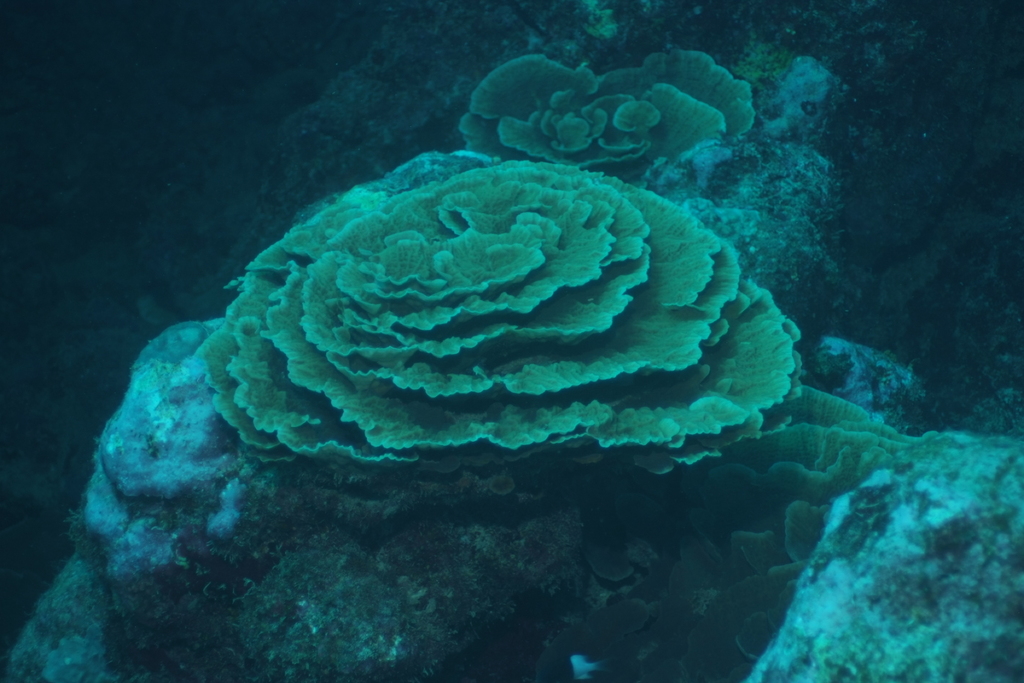 Porcelain coral