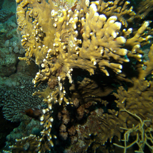 Corail de feu ramifié