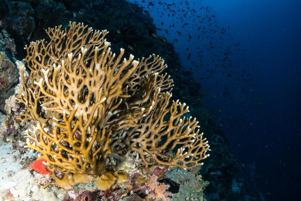 Corail de feu ramifié