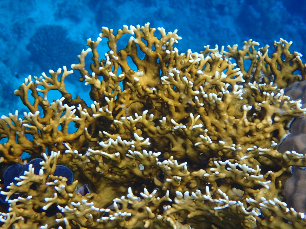 Net Fire Coral