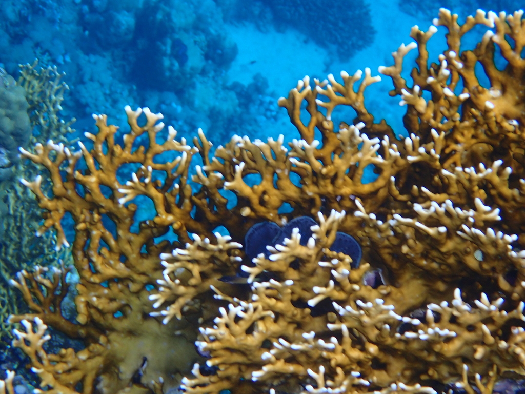 Corail de feu ramifié