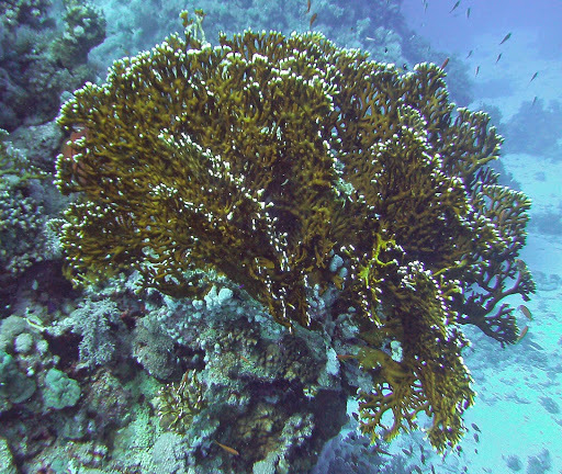 Corail de feu ramifié