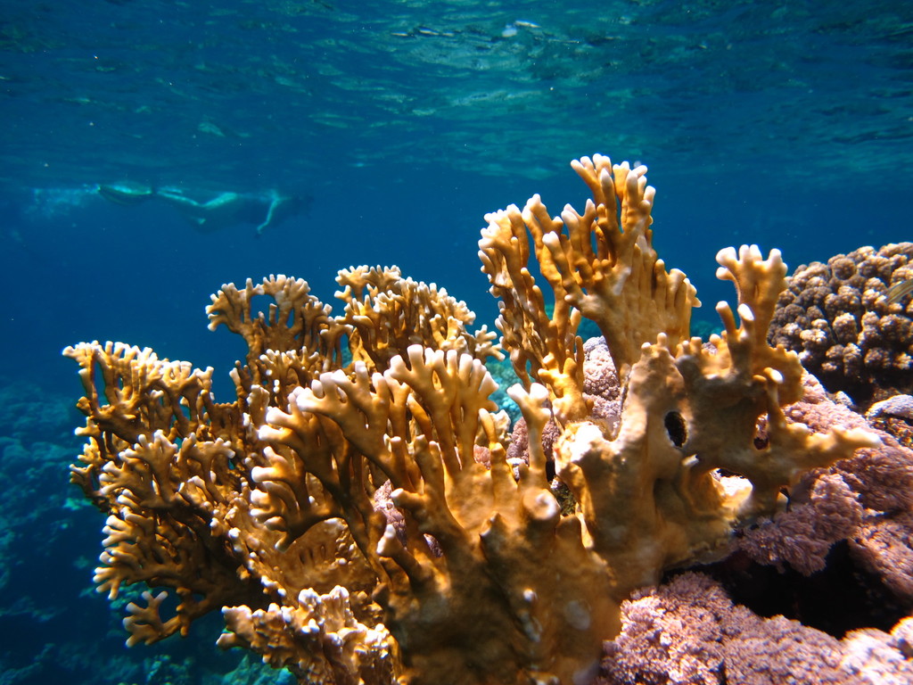 Corail de feu ramifié