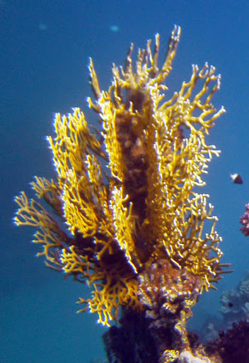 Corail de feu ramifié