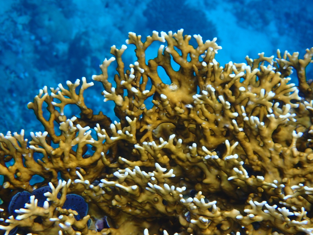 Corail de feu ramifié