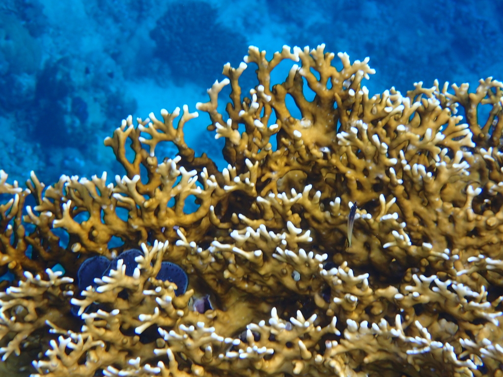 Corail de feu ramifié