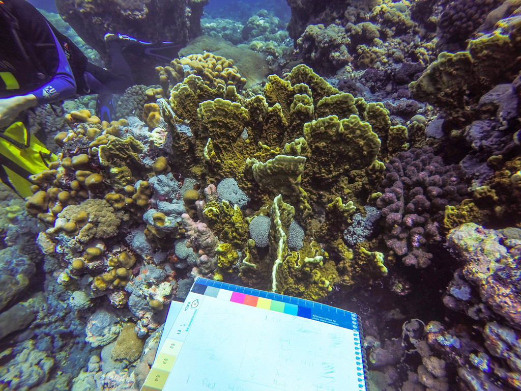Plate Fire Coral