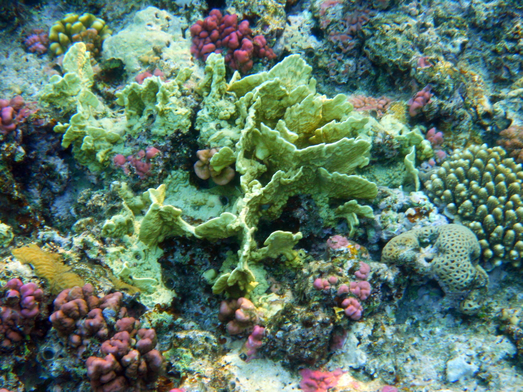 Plate Fire Coral