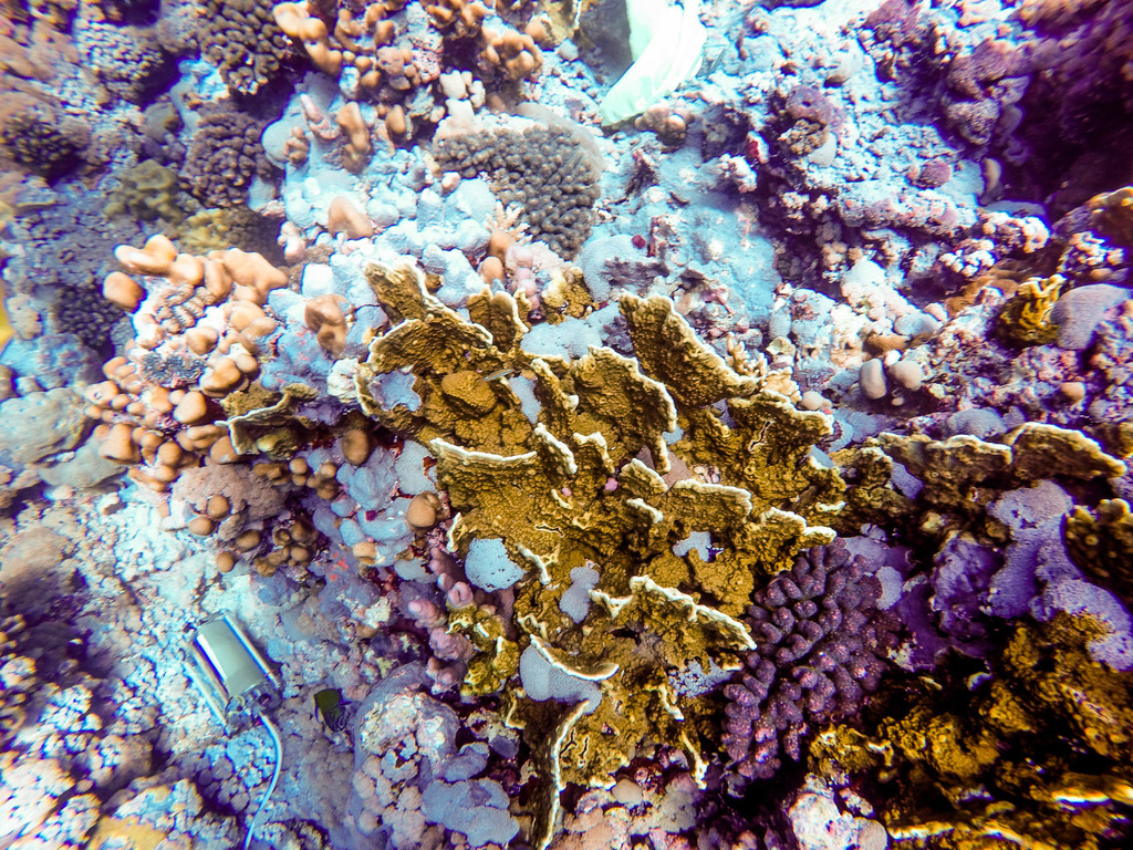 Plate Fire Coral