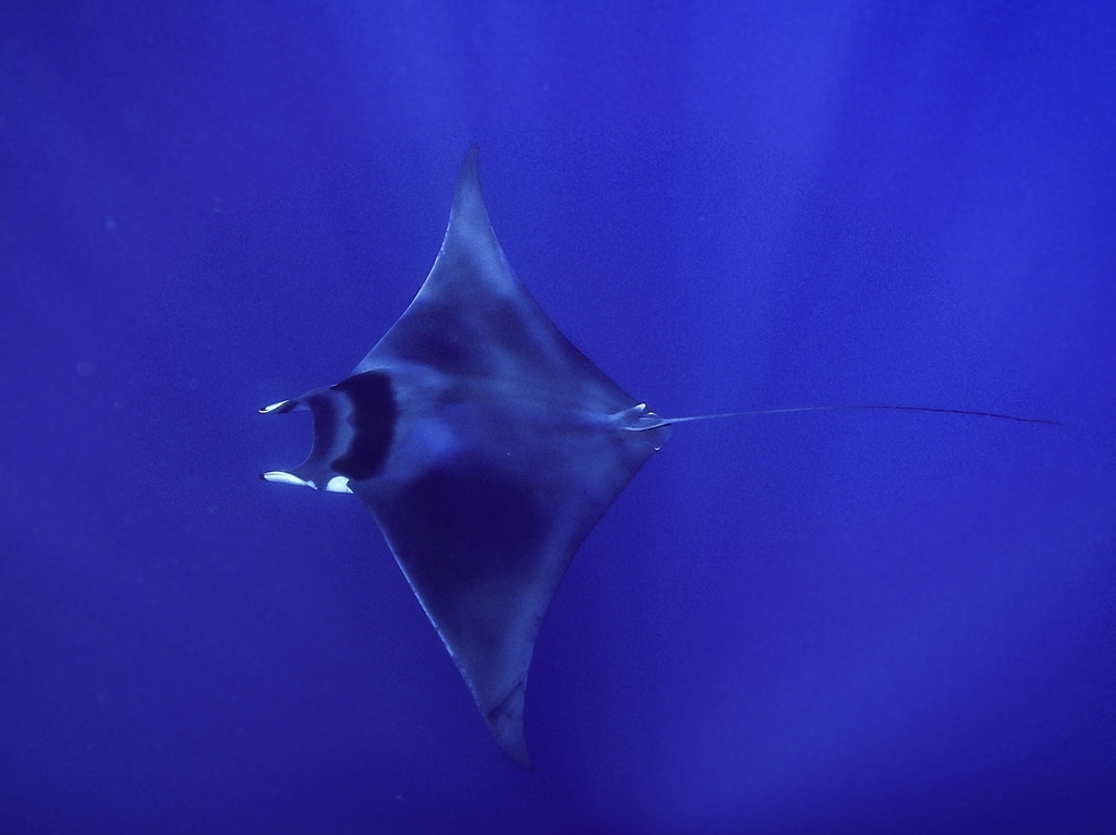 Spinetail Devil Ray
