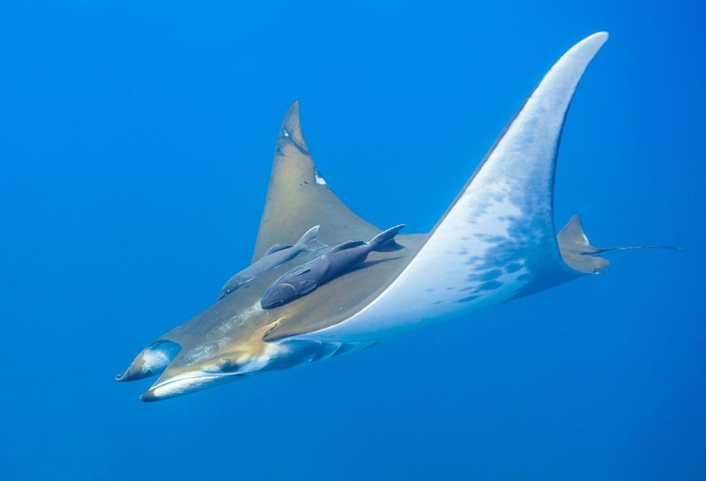 Sicklefin Devil Ray