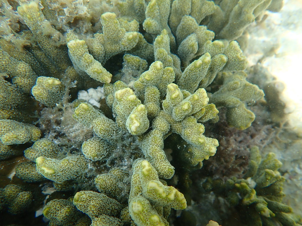 Finger coral